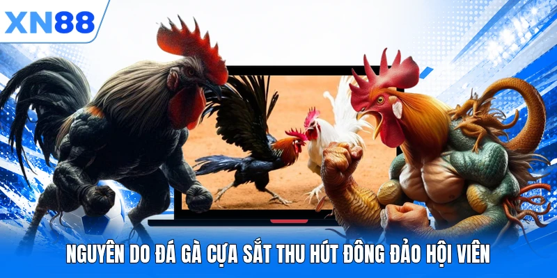 nguyen do da ga cua sat thu hut dong dao hoi vien Nguyên do đá gà cựa sắt thu hút đông đảo hội viên