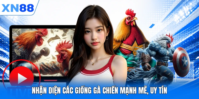 nhan dien cac giong ga chien manh me uy tin Nhận diện các giống gà chiến mạnh mẽ, uy tín
